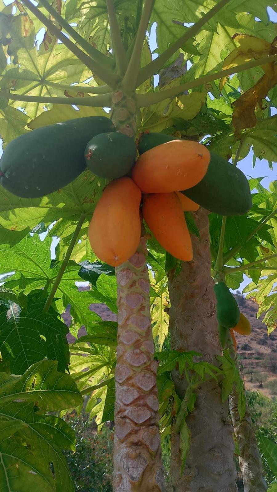Casita Naranja Villa Alora Eksteriør bilde
