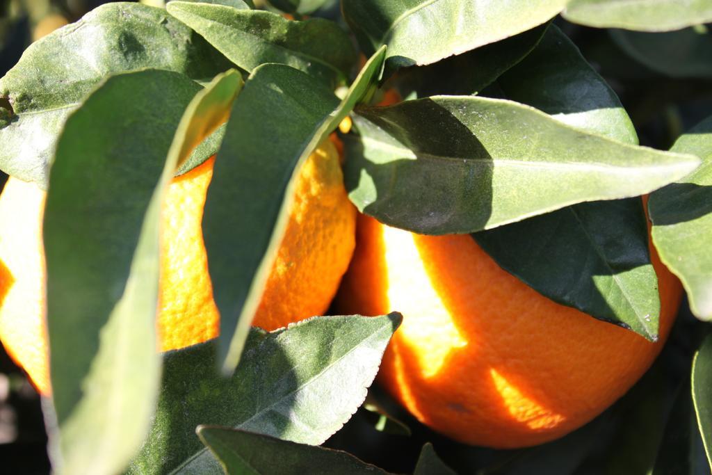 Casita Naranja Villa Alora Rom bilde